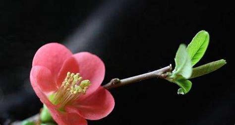 海棠花风水|海棠花的寓意与象征风水（传承千年的吉祥之花）